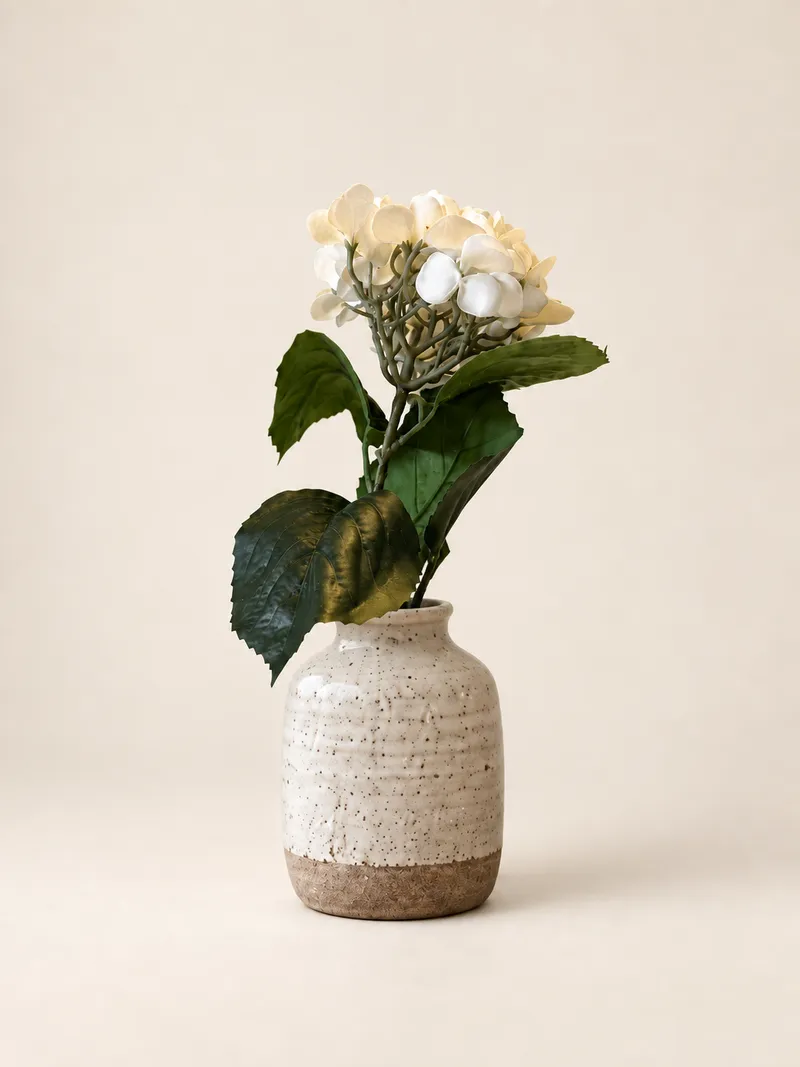 Hortensia — krämvit – Studiobild