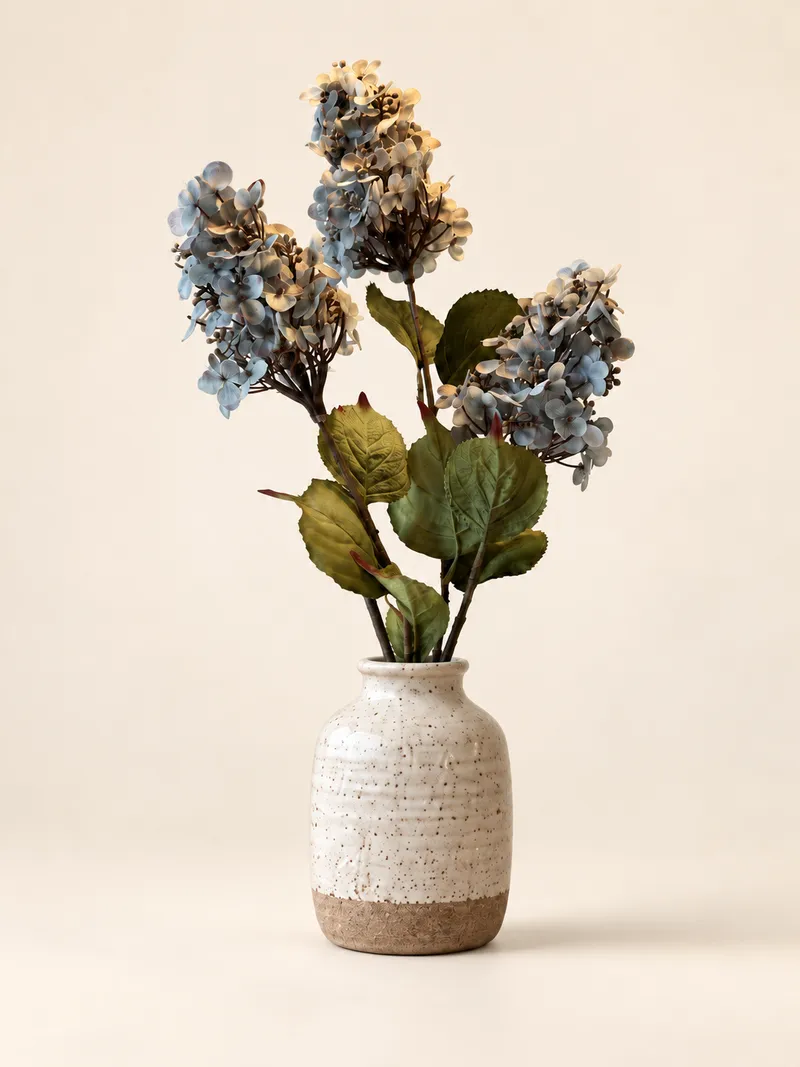 Hortensia — dimblå – Studiobild