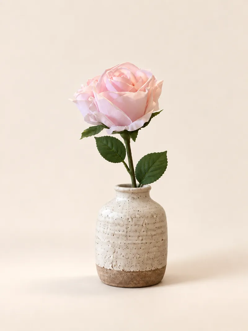 Rosor — ljusrosa – Studiobild