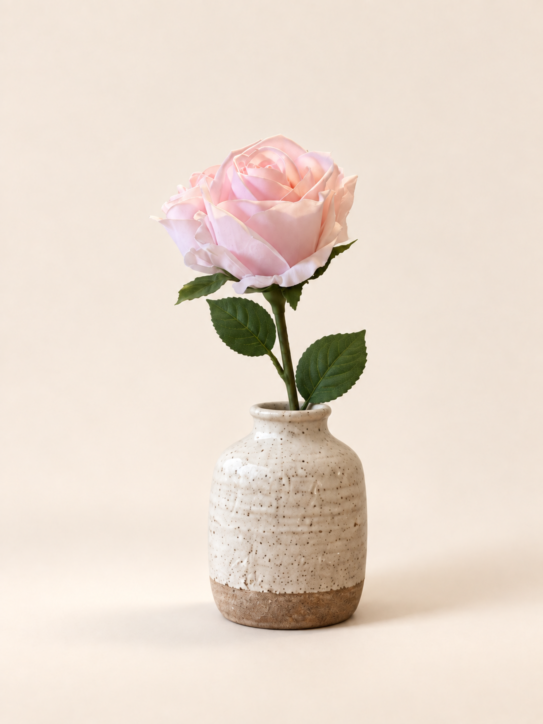 Rosor — ljusrosa – Studiobild